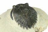 Bargain, Hollardops Trilobite Fossil - Ofaten, Morocco #287473-5